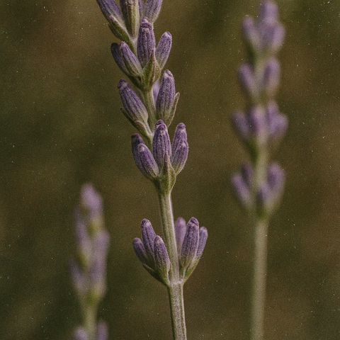 LAVENDER OIL